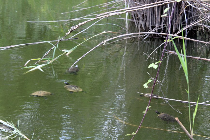 Mavrobara lake